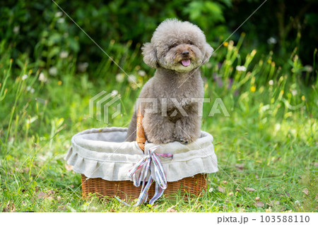 バスケットに入ったトイプードル 103588110