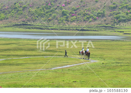阿蘇山 5月草千里の風景 ミヤマキリシマが咲く草原で乗馬体験 阿蘇山 5月草千里の風景 ミヤマキリシマが咲く草原で乗馬体験 103588130