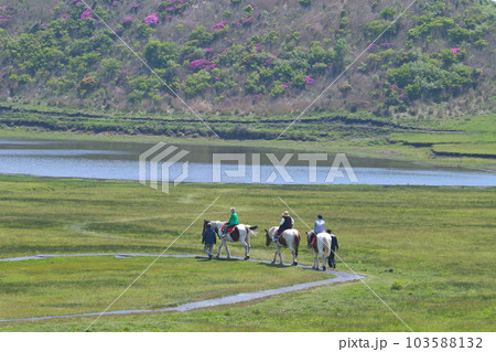 阿蘇山　5月草千里の風景　ミヤマキリシマが咲く草原で乗馬体験 103588132