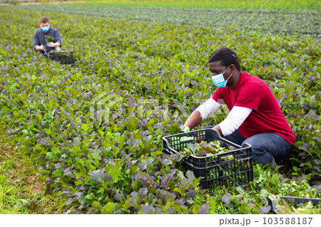 Workers in protective medical masks harvest mustard leaf on farm field 103588187
