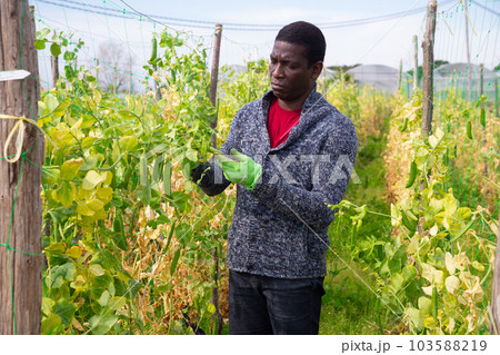 Mature man gardener working with beans seedlings in garden 103588219