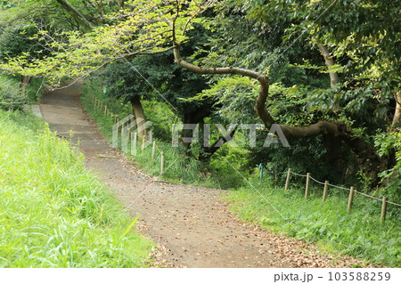 三ッ池公園を歩いた 三ッ池公園を歩いた 103588259