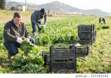 Hired workers harvest spinach on a plantation 103588348