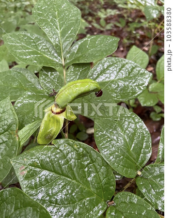 山芍薬の実 1本 山芍薬の実 1本 103588380