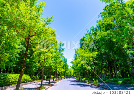 大阪城公園の新緑と外周道路 大阪城公園の新緑と外周道路 103588421