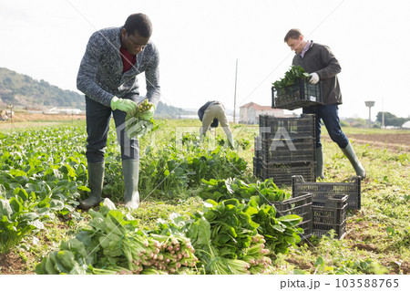Men picking harvest of green spinach to crates outdoor Men picking harvest of green spinach to crates outdoor 103588765