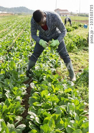 Men picking harvest of green spinach to crates outdoor 103588785