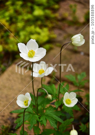 アネモネシルベストリスの花 103588896