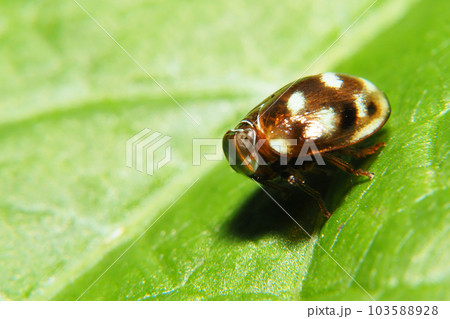 マルウンカ 103588928