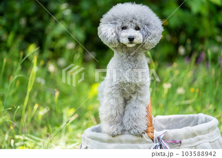 バスケットに入ったトイプードル 103588942