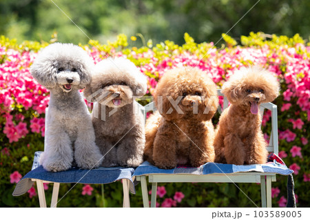 4匹のトイプードル集合 103589005