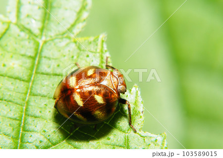 マルウンカ 103589015