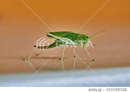 Grasshopper crawling on an indoor surface Grasshopper crawling on an indoor surface 103589108