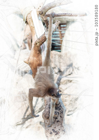 動物園のブラウンケナガクモザル 動物園のブラウンケナガクモザル 103589180