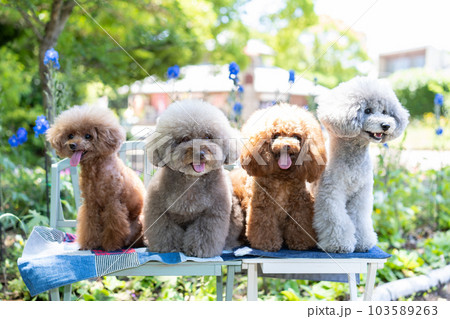 4匹のトイプードル集合 4匹のトイプードル集合 103589263