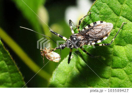 カメムシの幼虫を捕食中のシマサシガメ 103589427