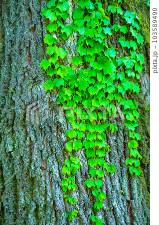 百合の木の幹に絡む蔦 103589490
