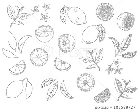 レモンの線画イラストセット 103589727