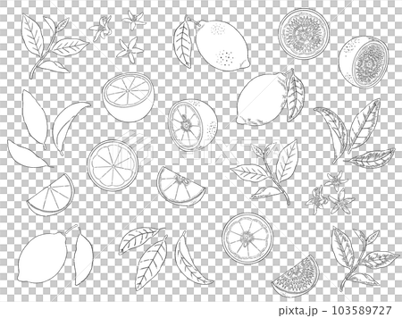 レモンの線画イラストセット 103589727