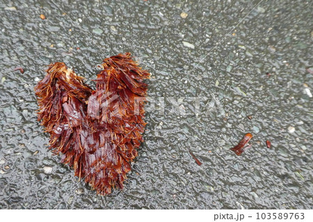 ハートに見える松ぼっくり1 103589763