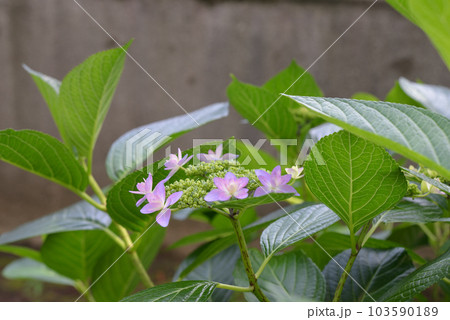 アジサイ 103590189