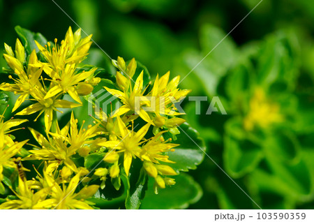 麒麟草(きりんそう) 麒麟草(きりんそう) 103590359