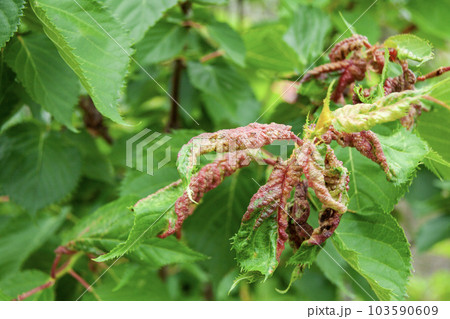 桜の葉にできた虫こぶ(サクラハチヂミフシ) 桜の葉にできた虫こぶ(サクラハチヂミフシ) 103590609
