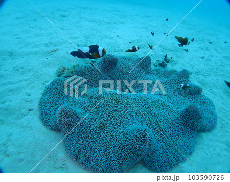 沖縄県の恩納村のなかゆくいというポイントでダイビングしたときに見たソフトコーラルとトウアカクマノミ 沖縄県の恩納村のなかゆくいというポイントでダイビングしたときに見たソフトコーラルとトウアカクマノミ 103590726
