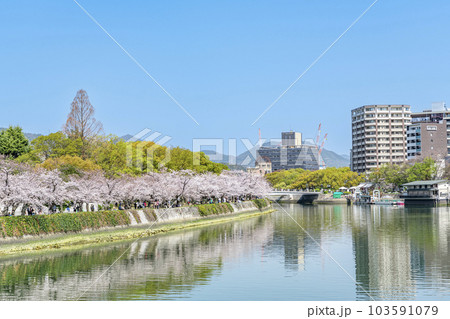 広島県広島市　春の広島　桜が満開の平和記念公園と元安川越しに見える原爆ドーム 103591079