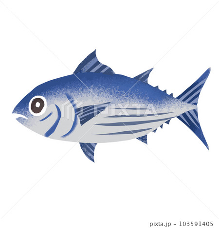 鰹の水彩風イラスト 103591405