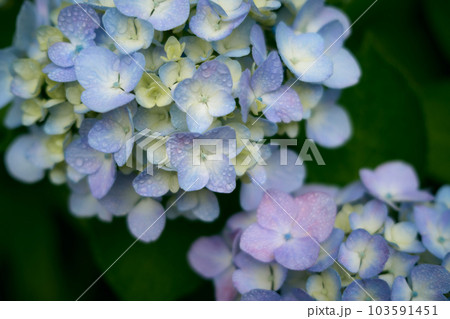 紫陽花 103591451