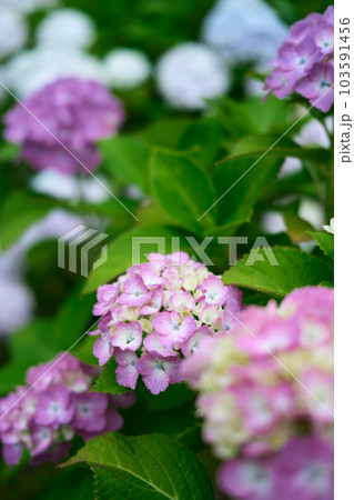 紫陽花 103591456