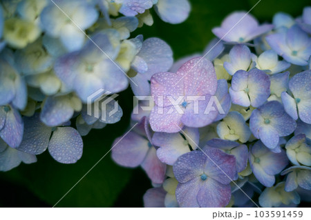 紫陽花 103591459