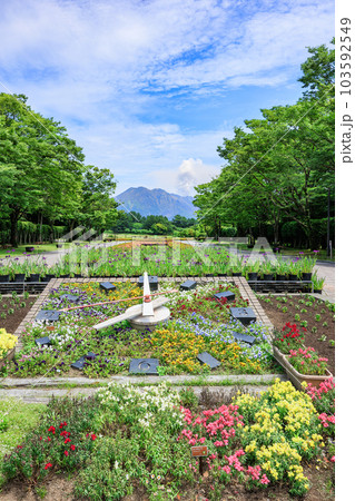 鹿児島県立吉野公園 花時計と噴煙が上がる桜島 鹿児島県立吉野公園 花時計と噴煙が上がる桜島 103592549