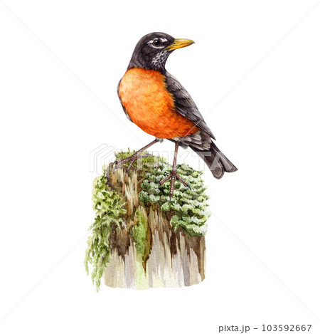 American robin on a mossy stump. Watercolor illustration. Hand painted Turdus migratorius North America native avian. True thrush bird wildlife nature element. American robin bird on white background American robin on a mossy stump. Watercolor illustration. Hand painted Turdus migratorius North America native avian. True thrush bird wildlife nature element. American robin bird on white background 103592667