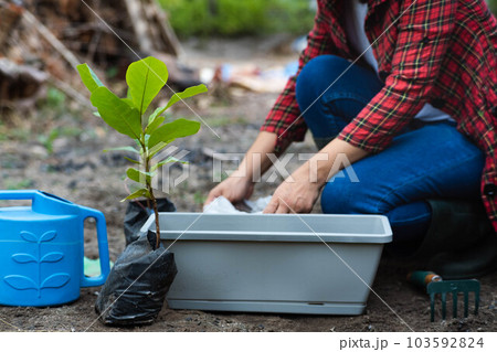 Woman's hands transplanting plant from a bag of seedlings to a new pot. Female gardener planting seedlings in pots with soil. Gardening and growing vegetables at home. Woman's hands transplanting plant from a bag of seedlings to a new pot. Female gardener planting seedlings in pots with soil. Gardening and growing vegetables at home. 103592824