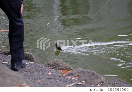 公園の池で釣りの感触を楽しむヘラブナ釣り 公園の池で釣りの感触を楽しむヘラブナ釣り 103593506