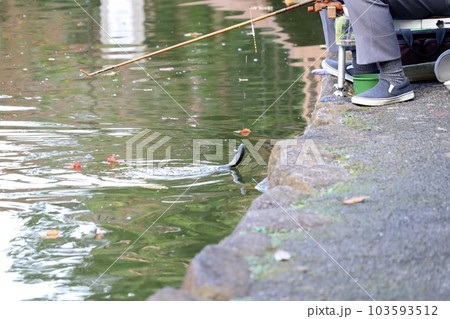 公園の池で釣りの感触を楽しむヘラブナ釣り 公園の池で釣りの感触を楽しむヘラブナ釣り 103593512