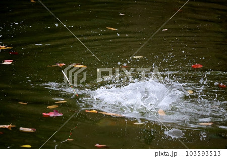 公園の池で釣りの感触を楽しむヘラブナ釣り 公園の池で釣りの感触を楽しむヘラブナ釣り 103593513