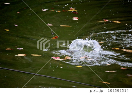 公園の池で釣りの感触を楽しむヘラブナ釣り 公園の池で釣りの感触を楽しむヘラブナ釣り 103593514