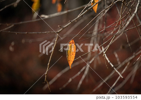 晩秋の色 103593554