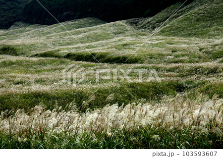 箱根　仙石原のススキ 103593607