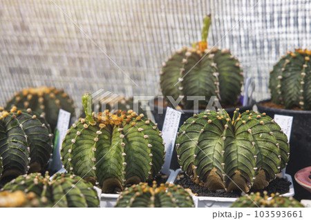 Close-up group of colorful Gymnocalycium mihanovichii pot. Cactus are popular with thorns and are highly resistant to drought. Cactus is a botanically multi-species tree. 103593661