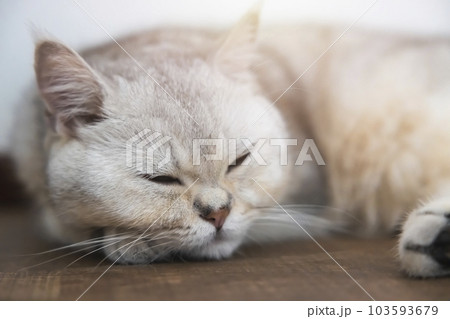 A beautiful British cat breed Shorthair, soft, white, gray hair in a light room. Looking towards camera. A beautiful British cat breed Shorthair, soft, white, gray hair in a light room. Looking towards camera. 103593679