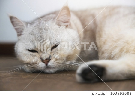 A beautiful British cat breed Shorthair, soft, white, gray hair in a light room. Looking towards camera. A beautiful British cat breed Shorthair, soft, white, gray hair in a light room. Looking towards camera. 103593682