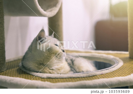 A beautiful British cat breed Shorthair, soft, white, gray hair in a light room. Looking towards camera. A beautiful British cat breed Shorthair, soft, white, gray hair in a light room. Looking towards camera. 103593689