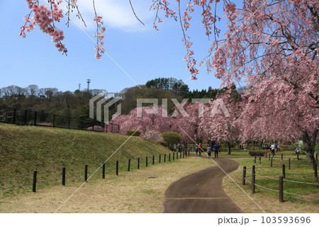 米内浄水場の桜 米内浄水場の桜 103593696