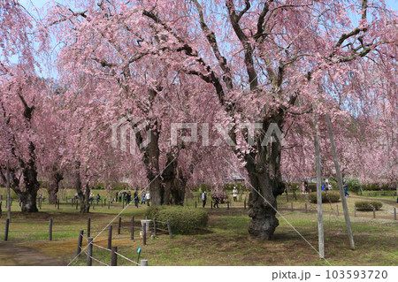 米内浄水場の桜 103593720