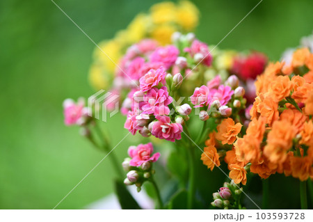 ベンケイソウ科多年草・カランコエの花 103593728