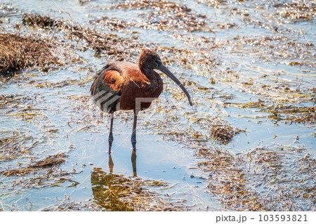 The glossy ibis, latin name Plegadis falcinellus, searching for food in the shallow lagoon. 103593821